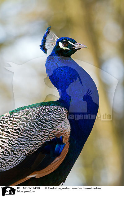 blue peafowl / MBS-07430