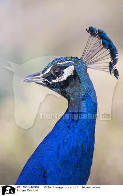 Indian Peafowl / MBS-16309