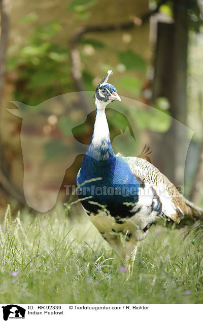 Indian Peafowl / RR-92339