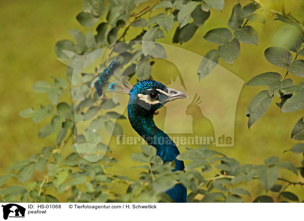 Blau indischer Pfau / peafowl / HS-01068