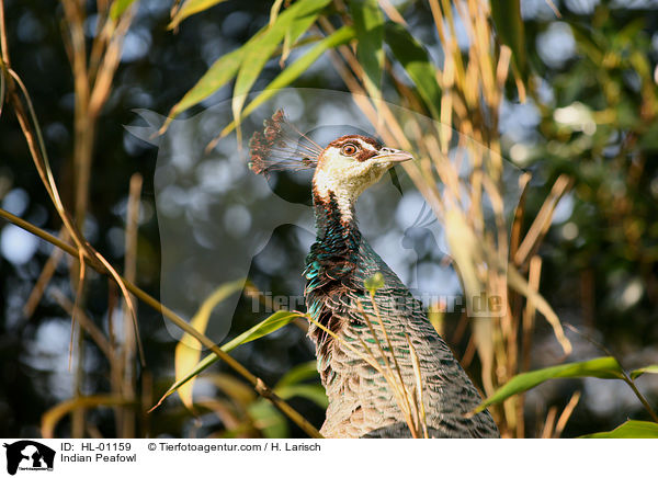 Blau indischer Pfau / Indian Peafowl / HL-01159