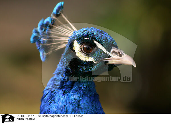 Blau indischer Pfau / Indian Peafowl / HL-01167