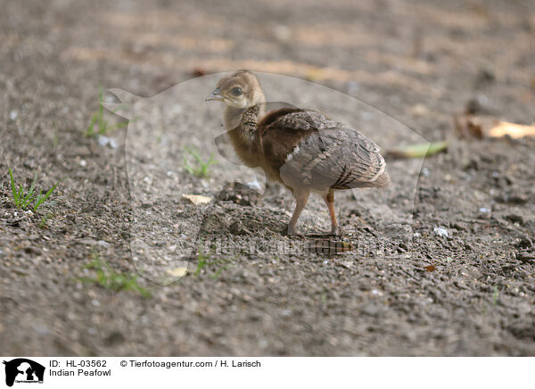 Indian Peafowl / HL-03562