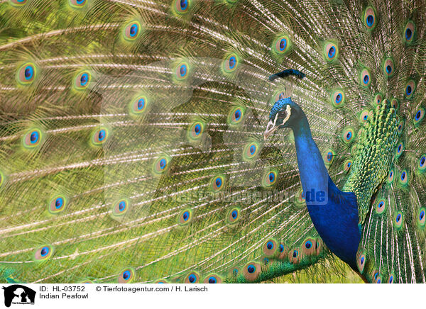 Indian Peafowl / HL-03752
