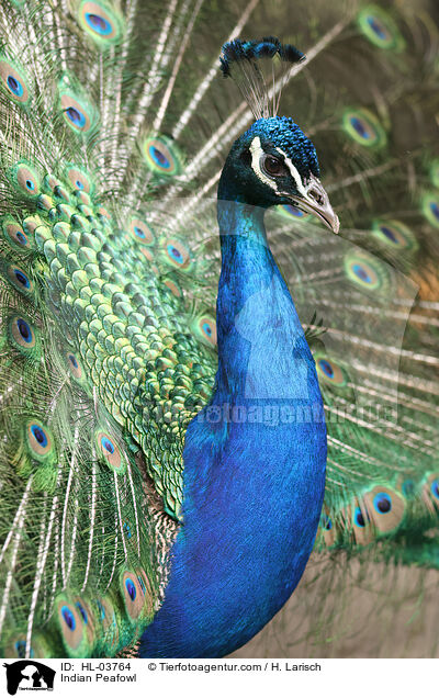 Indian Peafowl / HL-03764