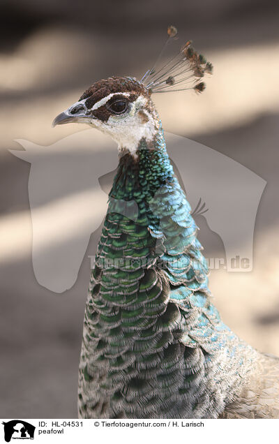 Blau indischer Pfau / peafowl / HL-04531