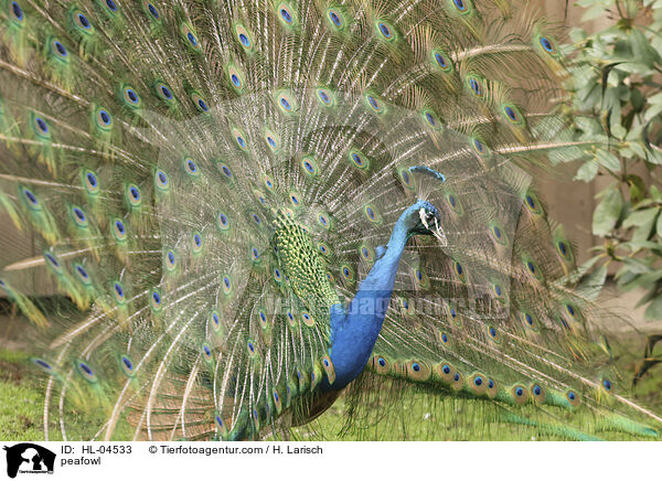 Blau indischer Pfau / peafowl / HL-04533