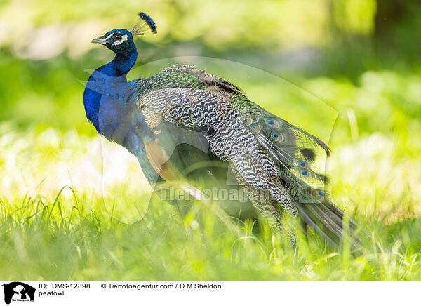Blau indischer Pfau / peafowl / DMS-12898