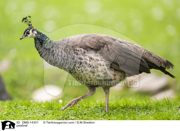 Blau indischer Pfau / peafowl / DMS-14301