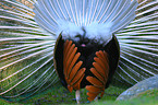 peafowl