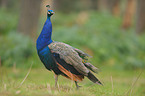 peafowl