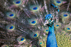Indian Peafowl