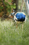 Indian Peafowl