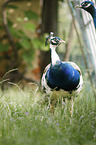 Indian Peafowl