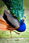 peafowl