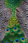 Indian Peafowl