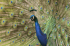 peafowl