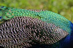 peafowl