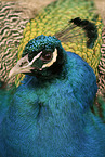 peafowl