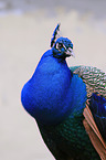 peafowl
