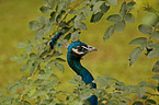 peafowl