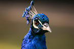 Indian Peafowl