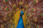 Indian Peafowl