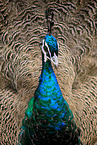 Indian Peafowl