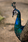 Indian Peafowl