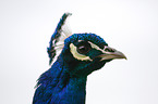 Indian Peafowl