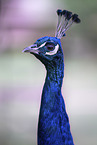 Indian Peafowl
