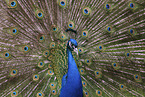 Indian Peafowl