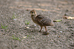 Indian Peafowl
