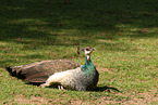 Indian Peafowl