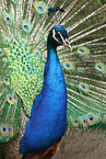 Indian Peafowl