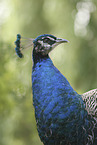 peafowl