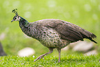 peafowl