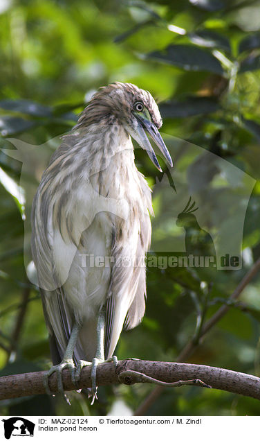 Indian pond heron / MAZ-02124