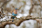 Indian roller