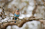 Indian roller