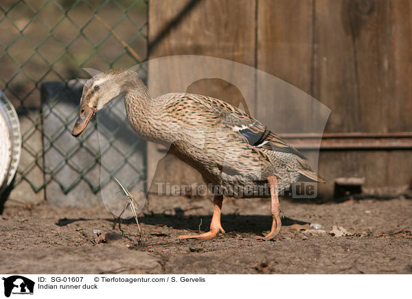 Indische Laufente / Indian runner duck / SG-01607