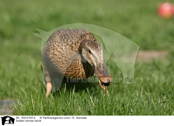 Indische Laufente / Indian runner duck / SG-01612