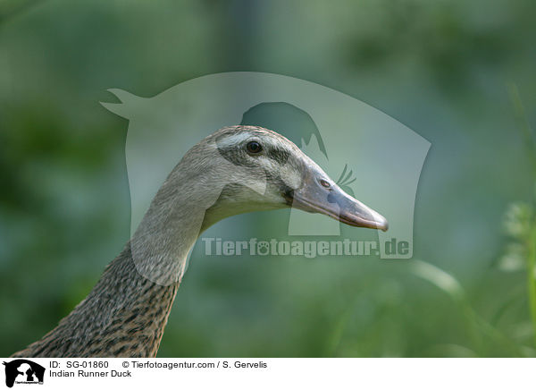 Indische Laufente / Indian Runner Duck / SG-01860