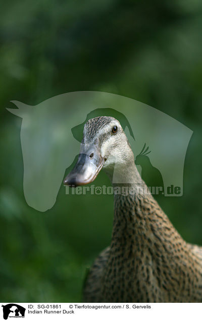 Indische Laufente / Indian Runner Duck / SG-01861