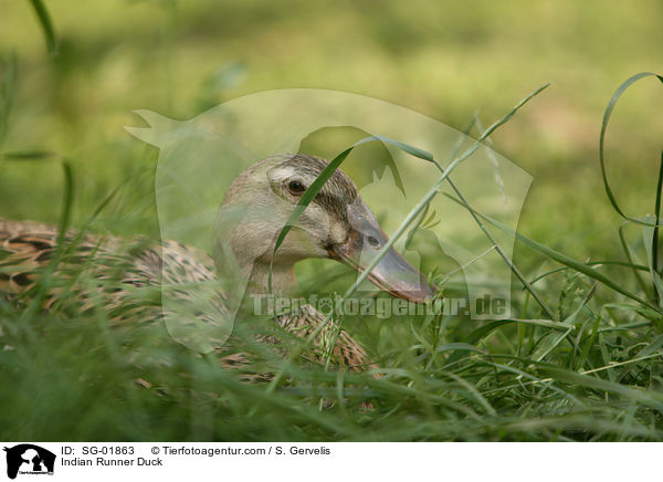 Indische Laufente / Indian Runner Duck / SG-01863