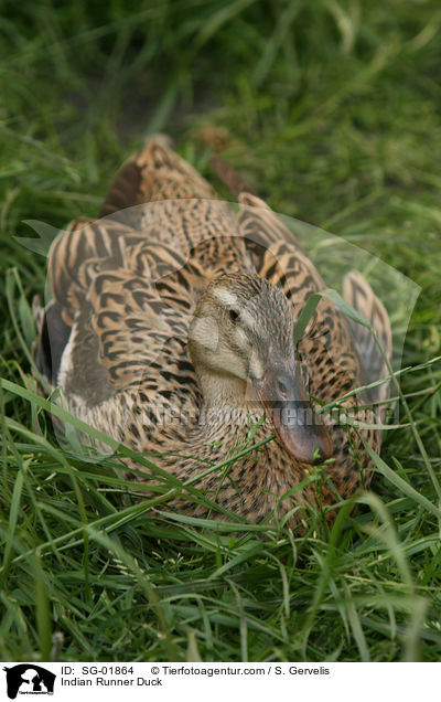 Indische Laufente / Indian Runner Duck / SG-01864