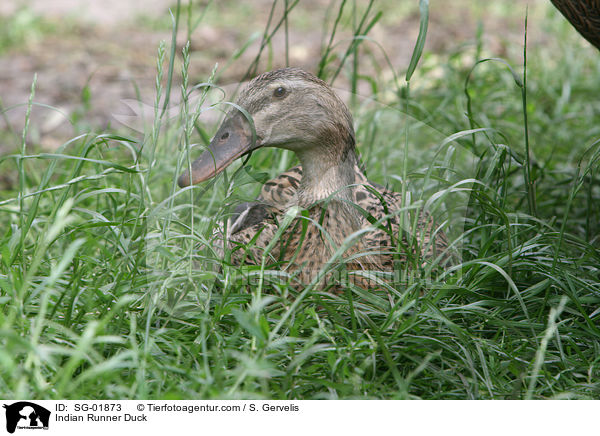 Indische Laufente / Indian Runner Duck / SG-01873