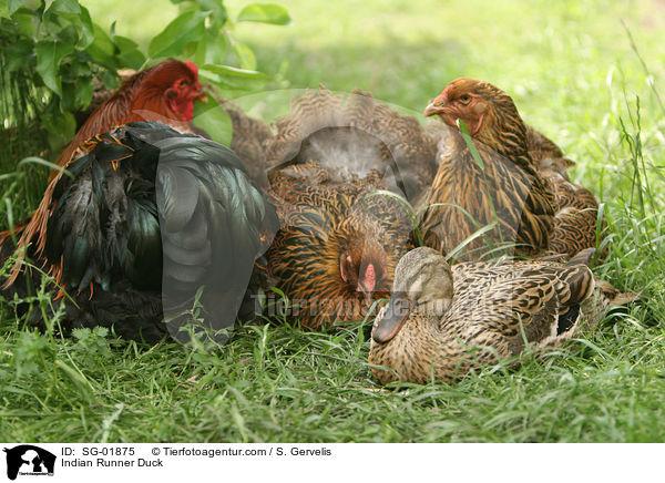 Indische Laufente / Indian Runner Duck / SG-01875