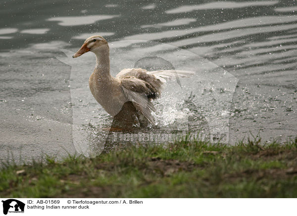 badende Indische Laufente / bathing Indian runner duck / AB-01569