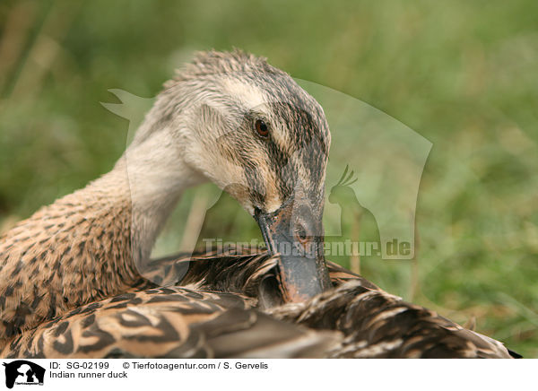Indische Laufente / Indian runner duck / SG-02199